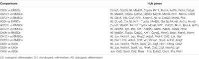 Transcriptome Sequencing Reveals Key Genes in Three Early Phases of Osteogenic, Adipogenic, and Chondrogenic Differentiation of Bone Marrow Mesenchymal Stem Cells in Rats